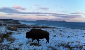 Bison at Kodiak